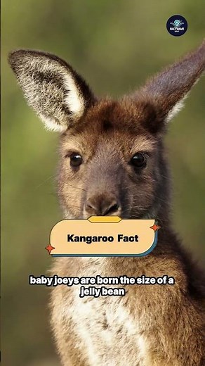 Insane Kangaroo Facts You Must Hear 🦘⚡ || #kangaroofacts #animalfacts ‪@FactwaveDaily01‬