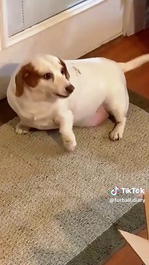 This is the fattest dog I’ve ever seen #dog #funny #dogsoftiktok #pet #fyp