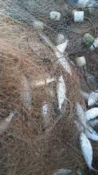 Resultado da pescaria em auto mar, só tem sardinha bruta #peixe