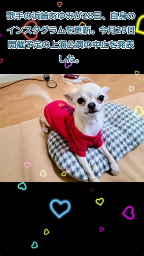 #スムースチワワのティファニー #smoothchihuahuatiffany