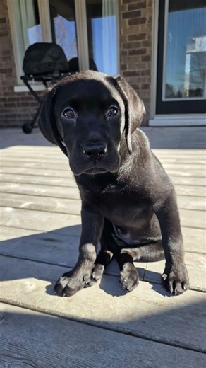 Black Lab Puppy Growth! (8 Weeks to 5 Months) 📈🐾 #shorts