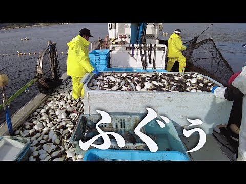 【定置網漁】ヤリイカ漁だぁ！…あれぇ、ﾀ、大量のふぐぅｯ。せ、船長ー！青森県むつ市大畑町の定置網船金城丸でイカ漁！