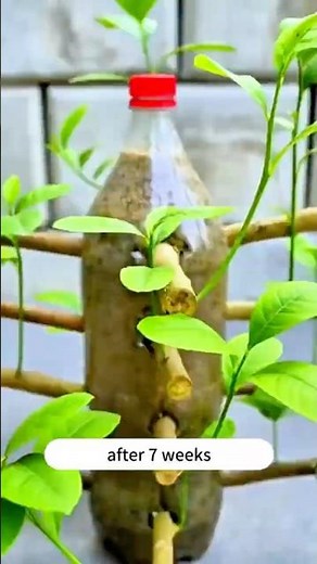 Secret Grow Lemon Tree from Cuttings 🍋 | Easy Bottle Method That Really Works! #plantssparkjoy