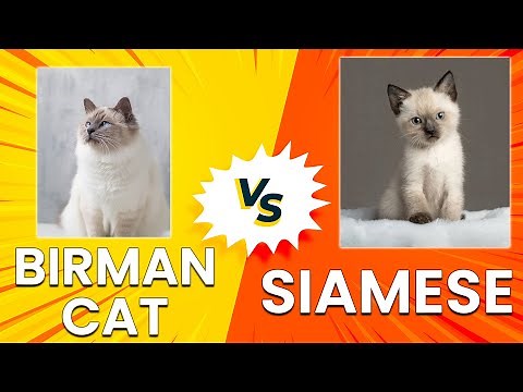 Birman Cat vs Siamese: Which Cat Should You Get?