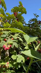 This was recorded last summer. Canby raspberry has been a prolific variety for us in the PNW, it’s nearly thornless (few prickles) and they’re sweet and tasty too! Are you planting berry shrubs this year? Here are others suitable for various growing regions. Raspberry Varieties with USDA zones: Summer or June-Bearing: 1. Canby: Zones 3-8 2. Raspberry Shortcake: Zones 5-9, Ht: 2-3 ft. 3. Boyne: Zones 3-9 4. Cascade Delight: Zones 6-9, Ht: 5 ft. 5. Taylor: Z 5-8, may survive in Z 4 w/ protection 6