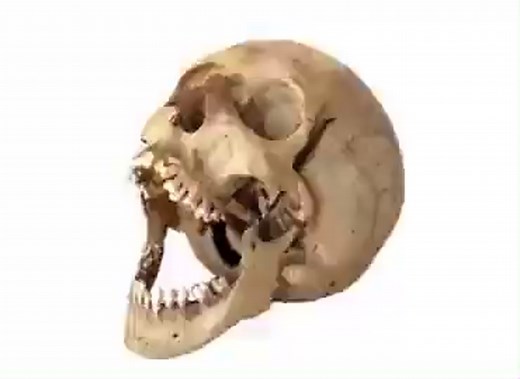 #skeleton #laugh #fyp