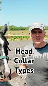 How to Fit a Horse Headcollar Safely (Standard, Rope, & Training Collars)