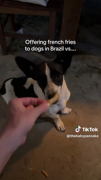 Pancake's Funny Dog Moment: Eating Everything!