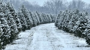 Snow Flurries Christmas Tree Farm During Stock Footage Video (100% Royalty-free) 3403534867 | Shutterstock