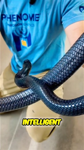 Eastern Indigos Are Such A Gorgeous, Intelligent Snake!