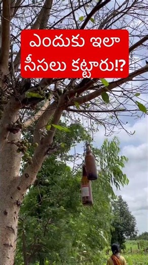 ఇలా సీసాలు ఎందుకు కట్టిండ్రు? | Bheeshma Agriculture