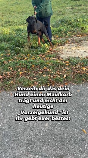 Elite_Dogtraining🐕⛰️ on Instagram: "Verzeih dir das dein Hund einen Maulkorb trägt und nicht der von unserer Gesellschaft vorgegebener „Vorzeigehund“ ihr gebt euer bestes! 🙏🏼 Sobald dein Hund anders ist, Probleme hat… werden die Augen verdreht, der Kontakt gemieden, es wird um euch ein Bogen gegangen… Du bist die mit dem „Aggro“ Hund… eine Bezeichnung die Schmerz… Mit den Finger ☝🏼 auf andere zu zeigen ist immer einfacher… groß zu reden ist immer einfacher… ABER nur solange man selbst nicht 