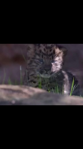 Save the Amur Leopard: A Journey to Conservation