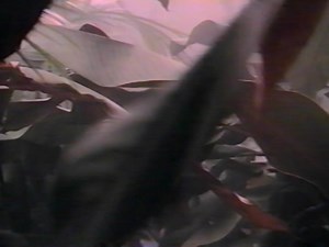 Psalty's Salvation Celebration The Movie [Full VHS]