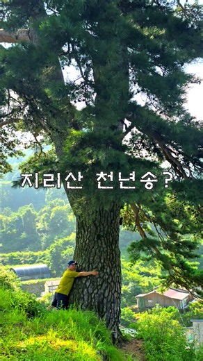 지리산에서 꼭 봐야할 천년송, 부부송. 직접 보면 감동입니다. #지리산 #와운마을 #천년송
