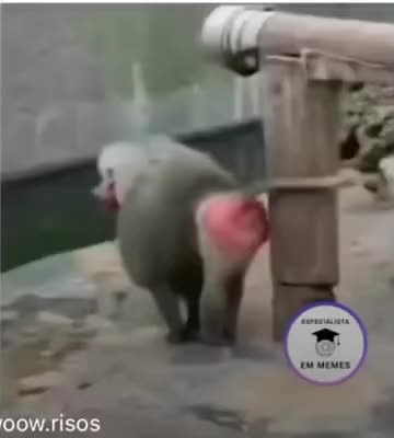 Funny Baboon and Monkey Videos Compilation