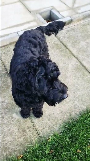 Peppa the black cockapoo