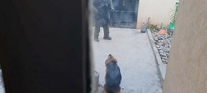 German shepherd aggression training | Zurali