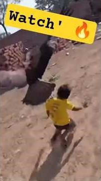 अरे भाई एक बच्चे को बाज़ ले उड़ा#shorts#shortsfeed #youtubeshorts #shortvideo #chill #trending