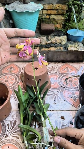 cut orchid flowers oh so sad😭 #orchids | Ratna Wati