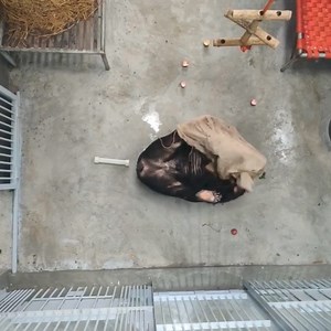 Here's Armstrong with the bear-favourite: a hessian sack! | Animals Asia