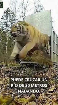 5 Datos Del Tigre Siberiano Que No Sabías, El Felino Más Grande Del Mundo