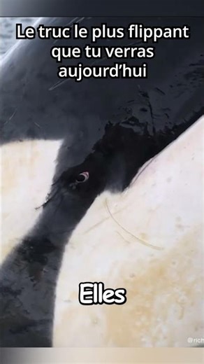 Le Regard le Plus Flippant des Océans