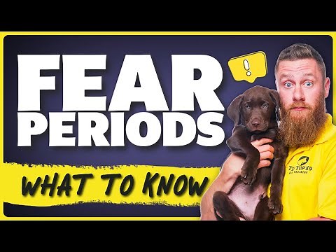 Fear Periods Explained: What Every Puppy Owner Must Know!