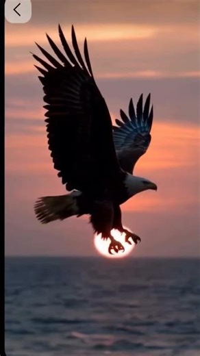 eagle flying👑🥰👑