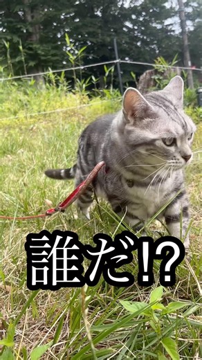 誰だ⁉︎ ねこ 散歩 猫草 ブュッフェ cat たろう