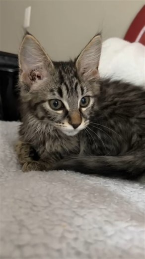 finally awake but so silent... 🥺 Getting a kitten for the first time #kitten