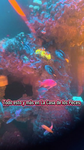 📲 ¡SÍGUENOS Y NO TE PIERDAS NADA! 🌟 En La Casa de los Peces siempre hay algo nuevo 🐠✨ ✅ Descuentos exclusivos solo para seguidores ✅ Lanzamientos de productos y accesorios ✅ Nuevos peces y corales cada semana ✅ Tips gratuitos de acuarismo 📍 Visítanos en: Av. Coyoacán 302, Col. Del Valle, Alcaldía Benito Juárez, CDMX, CP 03100 📞 Teléfonos: 5555437373 | 5556875243 📱 WhatsApp: 5569165672 #Síguenos #AcuarismoMX #LaCasaDeLosPeces #PecesYCorales ¡Síguenos y sé el primero en conocer nuestras nove