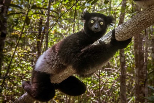 This Haunting Call Belongs to Madagascar’s Largest Lemur