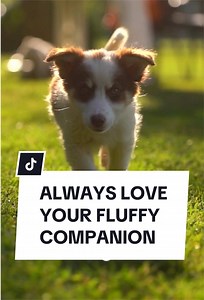 Dogs Choose Us: Why Dogs Truly Love Their Humans