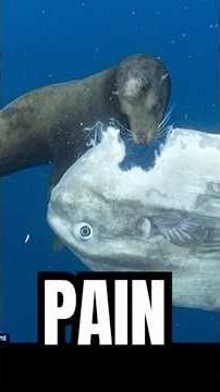 The worlds most USELESS fish