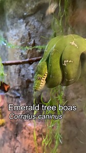 Have you seen the vibrant emerald tree boas in the Tropical Forest?! Here's how the Animal Care made them feel comfy in their new home. 🐍 | Franklin Park Zoo