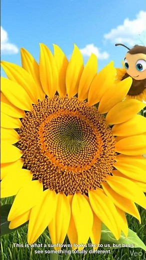 How Bees See Flowers Will Blow Your Mind 🌈👁️