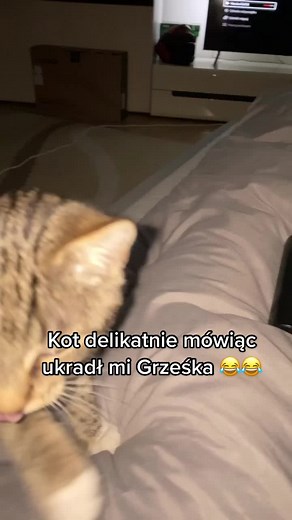 Curious Cat's Chocolate Encounter