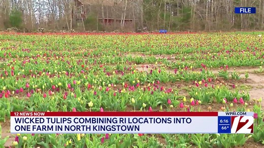 Wicked Tulips to combine Rhode Island locations into one large North Kingstown farm
