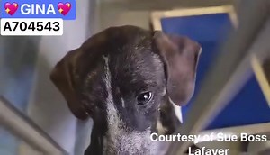 📣❤️ UPDATE: Transferred to SAPA KENNELS 💥This pup was either tagged by a rescue, OR tagged by SAPA and MAY still be in need of placement (adoption, rescue or foster). 💕Please contact SAPA (San Antonio Pets Alive) for more information if interested: placement@sanantoniopetsalive.org ➖➖➖➖➖➖➖➖ 🔹 SAN ANTONIO, TX 🔹 📣‼️SCHEDULED TO BE KILLED (on the EUTHANASIA LIST) WEDNESDAY 3/13🆘‼️ NEEDS PLACEMENT HOLD BY 11:30AM🆘‼️ (**Please note we are NOT the shelter, but are a volunteer-run page dedicate