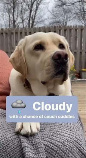 Dog Weather Reporter Forecasts Cozy Day #funny #puppy #labrador #cutedog #viral #viralshorts