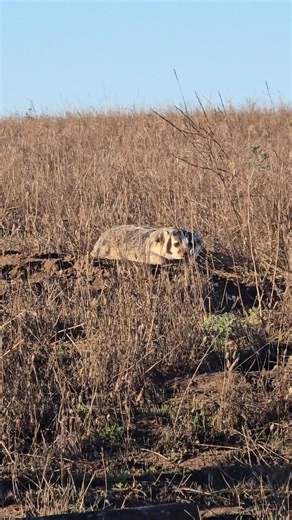Lil Badger friend this morning... Point Reyes National Seashore | T. Lyn Neufeld Photography