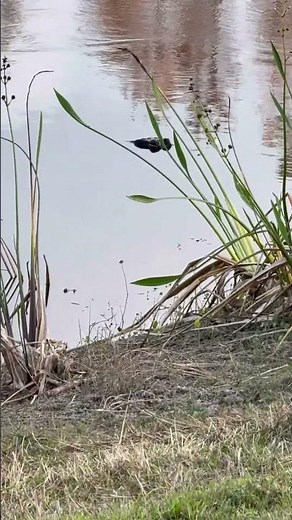 Another Florida alligator spotted in th backyard this time just his eyes peeking above the water.