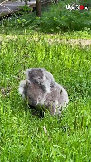 'Koala Cuteness!' Mama and Baby Koala Poses For The Camera || WooGlobe