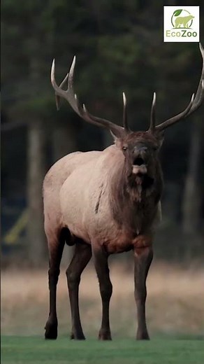 🦌Massive Elk Bugling During Peak RUT! #elkhunting #wildlife #nature