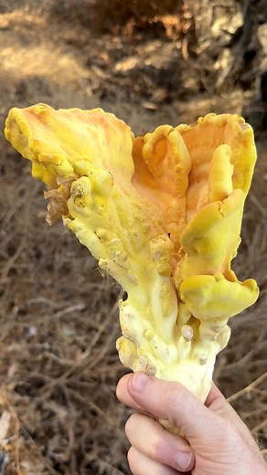 1.4M views · 36K reactions | In honor of season 2 of The Last of Us...