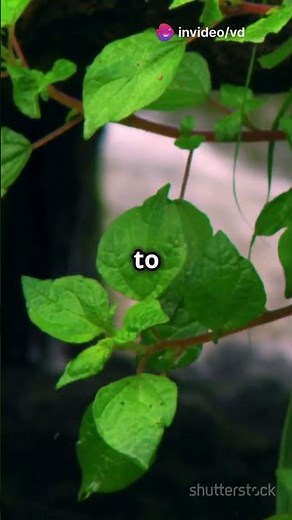 The Secret of Roman Aqueducts: Ancient Engineering Marvels