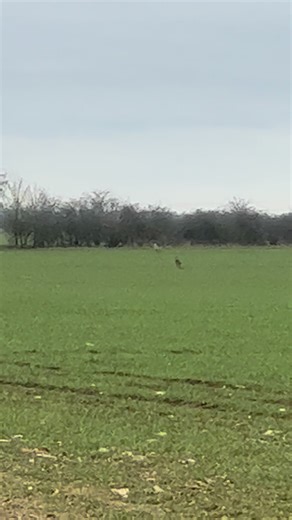 #deerhound #lurcher #deer #hunting