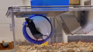 A Simple and Inexpensive Running Wheel Model for Progressive Resistance Training in Mice