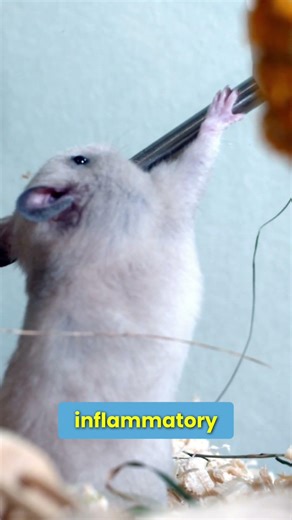 Microbiome Transplant: Turning Old Mice Young? #shorts